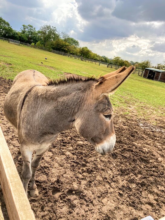 Radcliffe Donkey Sanctuary (Huttoft) - 2023 Alles Wat U Moet Weten ...