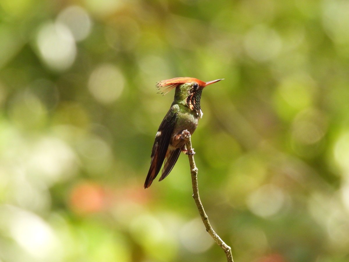 Kolibri Expeditions - Birding Peru, Лима: лучшие советы перед посещением -  Tripadvisor