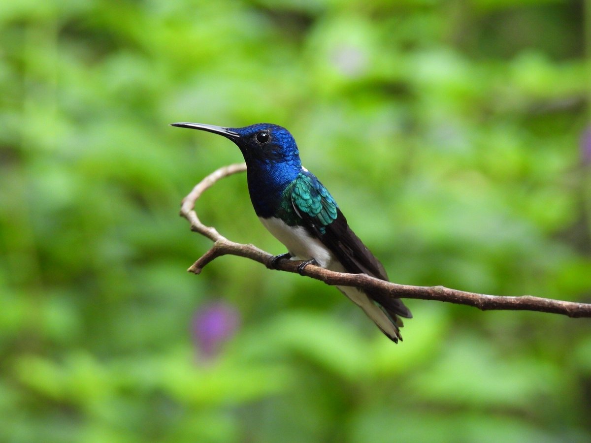 Kolibri Expeditions - Birding Peru, Лима: лучшие советы перед посещением -  Tripadvisor