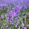 Jenbluebell