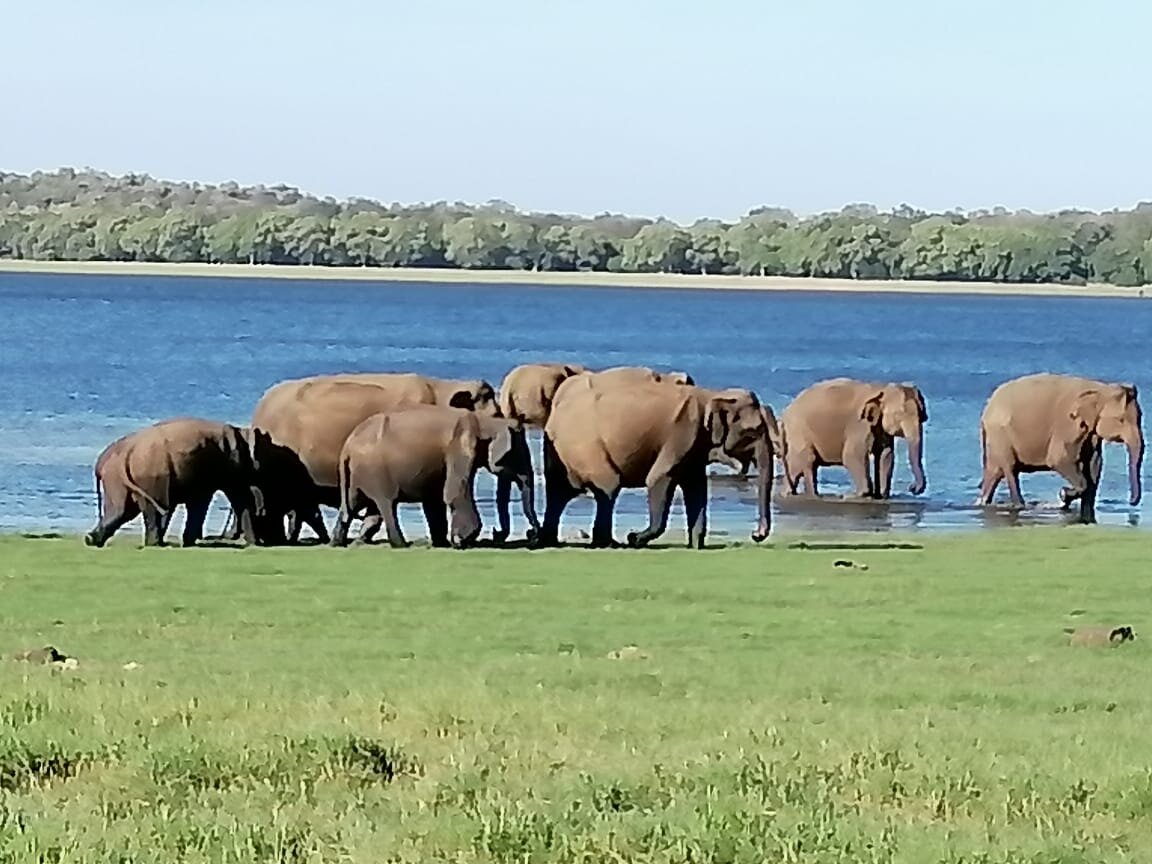 KAUDULLA NATIONAL PARK: Tutto Quello Che C'è Da Sapere (AGGIORNATO 2024 ...