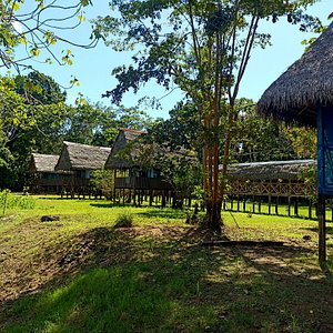 Curassow Amazon Lodge