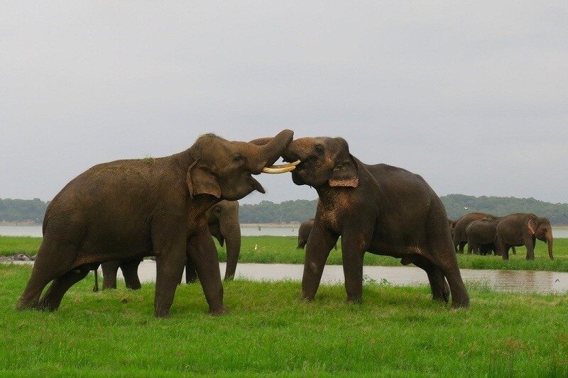 KRISHANTHA JEEP SAFARI - MINNERIYA KAUDULLA NATIONAL PARK: Tutto Quello ...