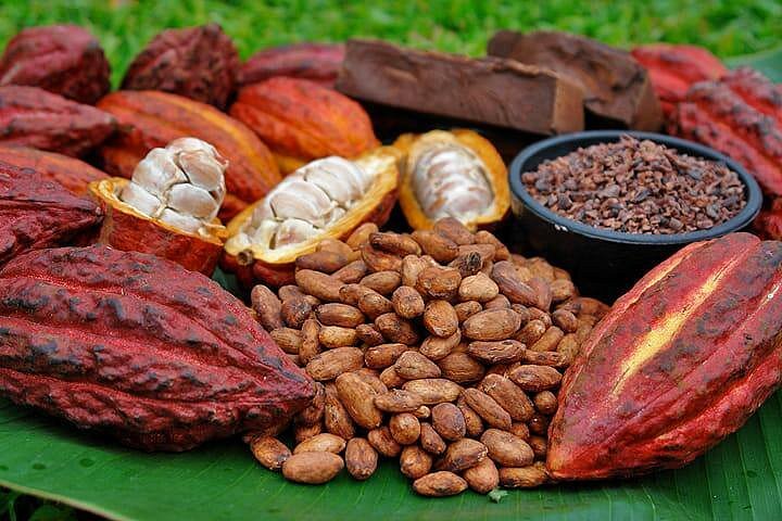Tuqtuquilal Cacao Tour Experience image