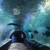 Newport Aquarium - All You Need To Know Before You Go