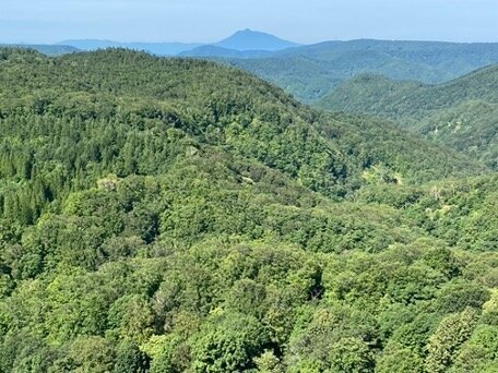 広葉樹の向こうに岩木山が見える。