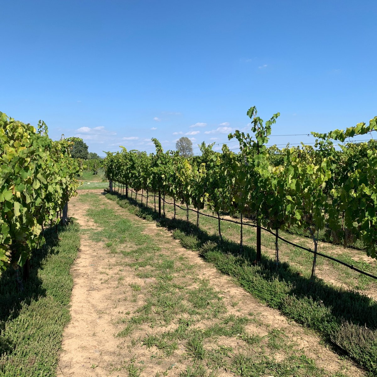 Bergamini Azienda Agricola (Cola) All You Need to Know BEFORE You Go