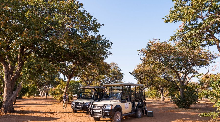 Safari 