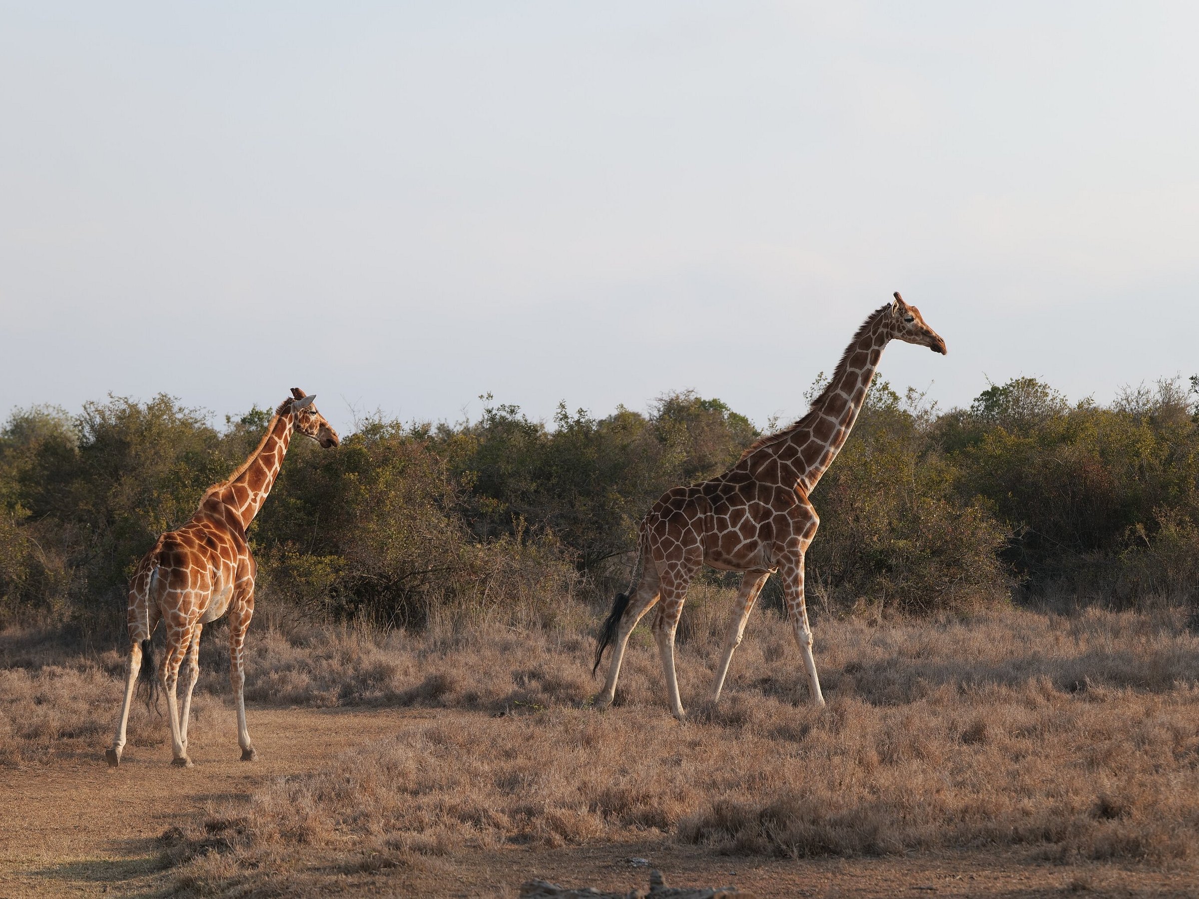 kobo safaris windhoek