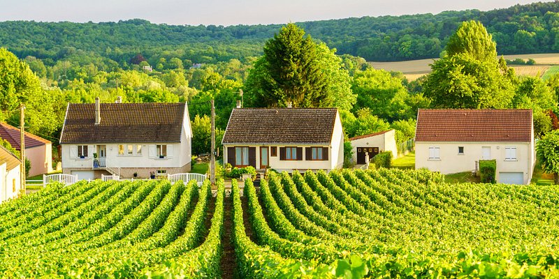 Vineyard full of green grapes in Montagne de Reims, France