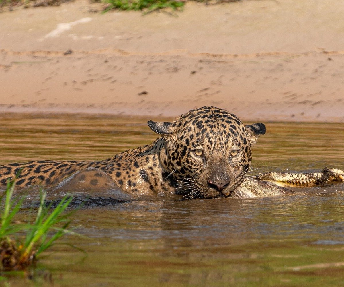 Journey With Jaguars (Porto Jofre) - All You Need to Know BEFORE You Go