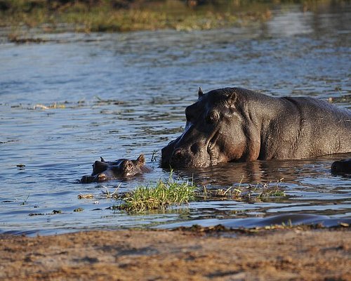 botswana water safari