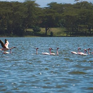 safari air nairobi