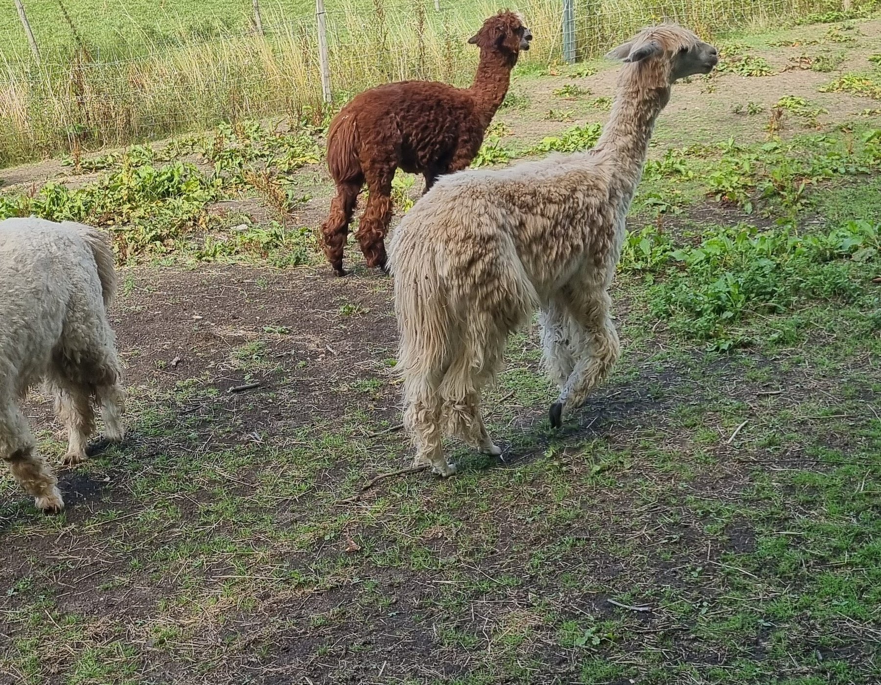 ALPACA TREKKING (Wells-next-the-Sea) - All You Need to Know BEFORE You Go