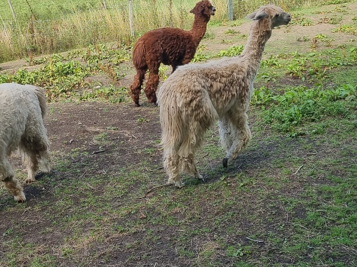 ALPACA TREKKING (Wells-next-the-Sea) - All You Need to Know BEFORE You Go