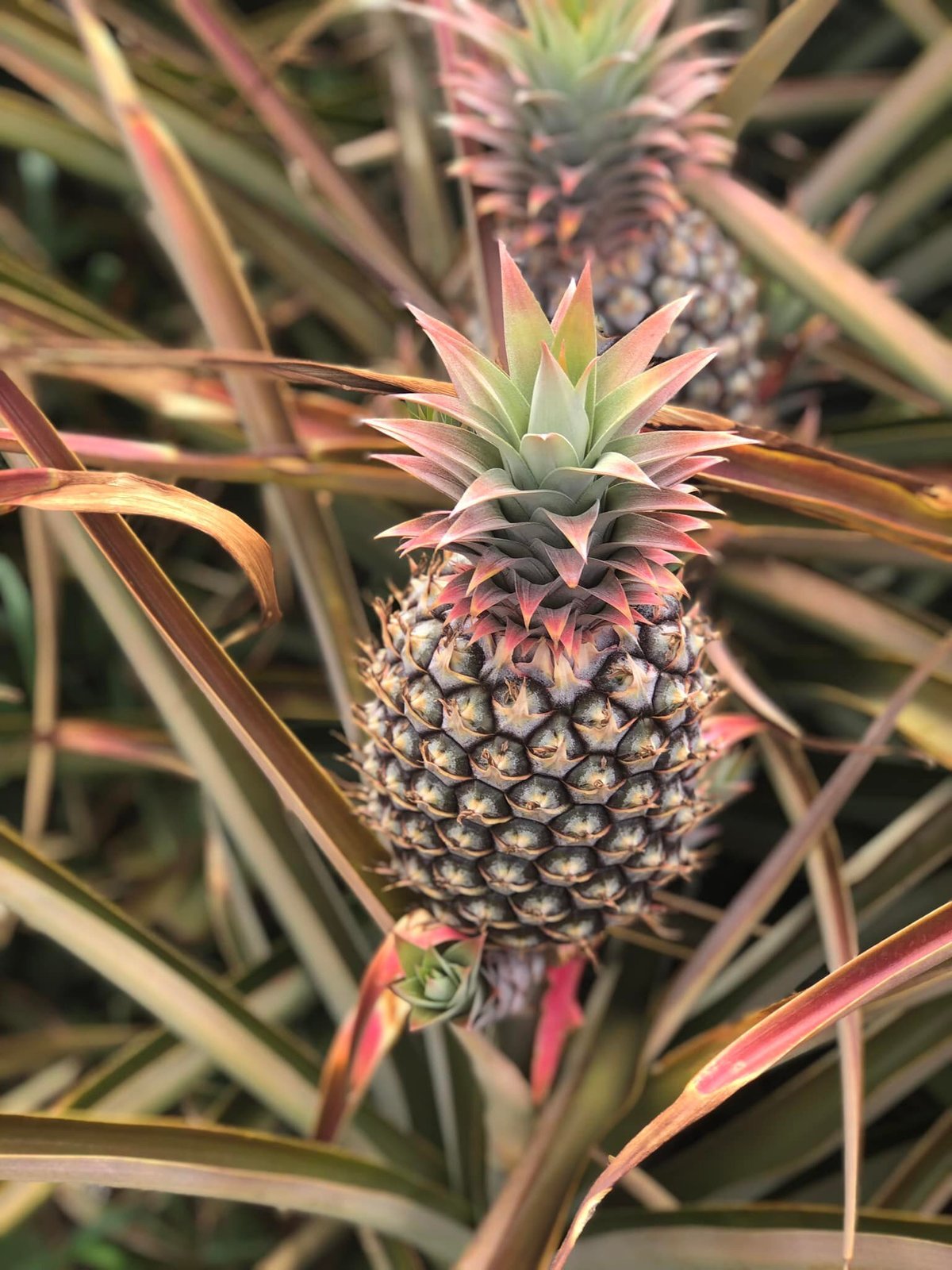 2024 Maui Pineapple Farm Tour in Haliimaile