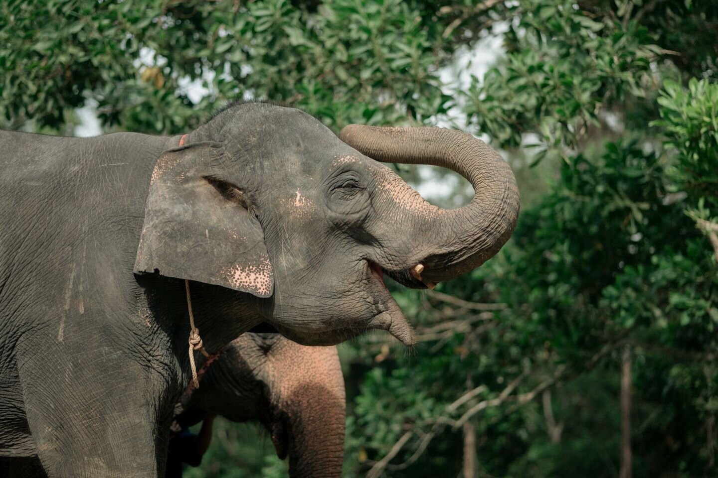 Phuket Elephant House Sanctuary (Choeng Thale) - 2022 Alles Wat U Moet ...