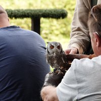 Turbary Woods Owl and Bird of Prey Sanctuary (Preston) - All You Need ...