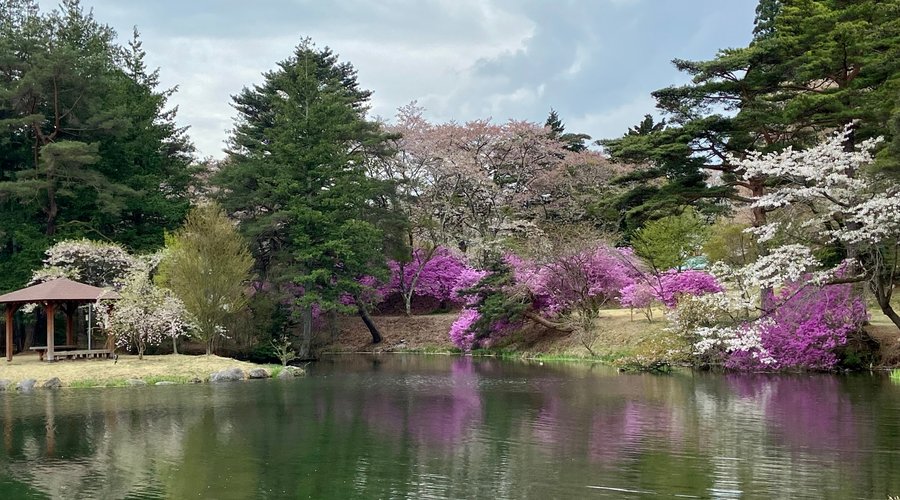 Sakura are Overwhelmed by the Burst of Color from the Mountain Tsutsuji!
