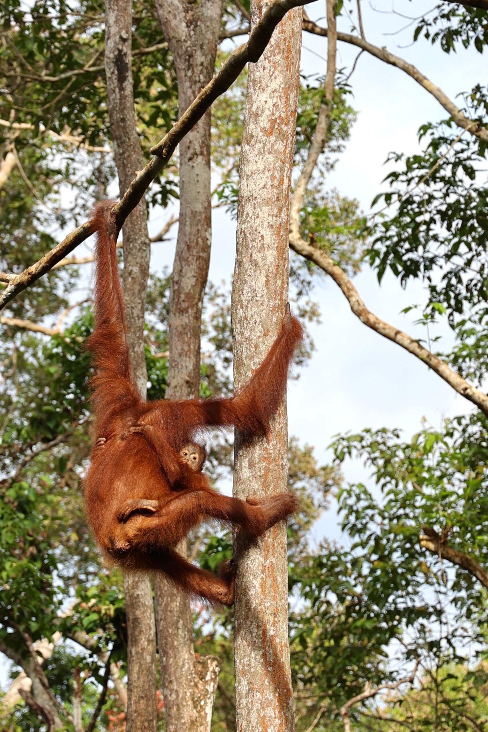 Borneo Eco Tour (Pangkalan Bun) - All You Need To Know BEFORE You Go