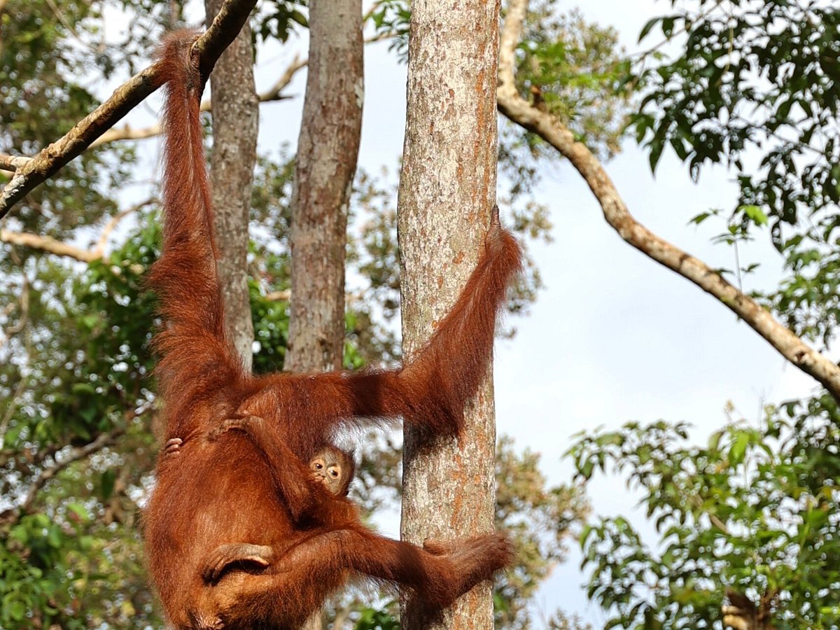 borneo green tour