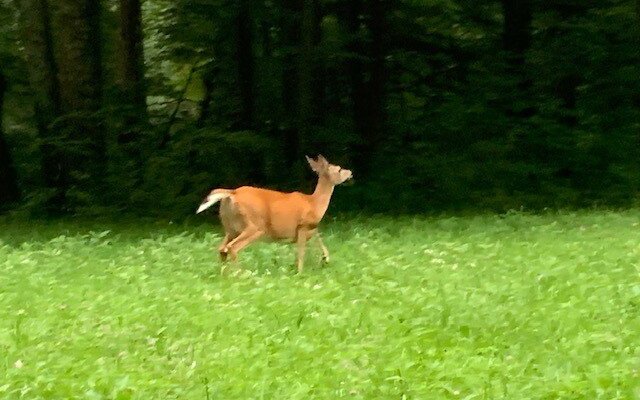 White Tail Deer