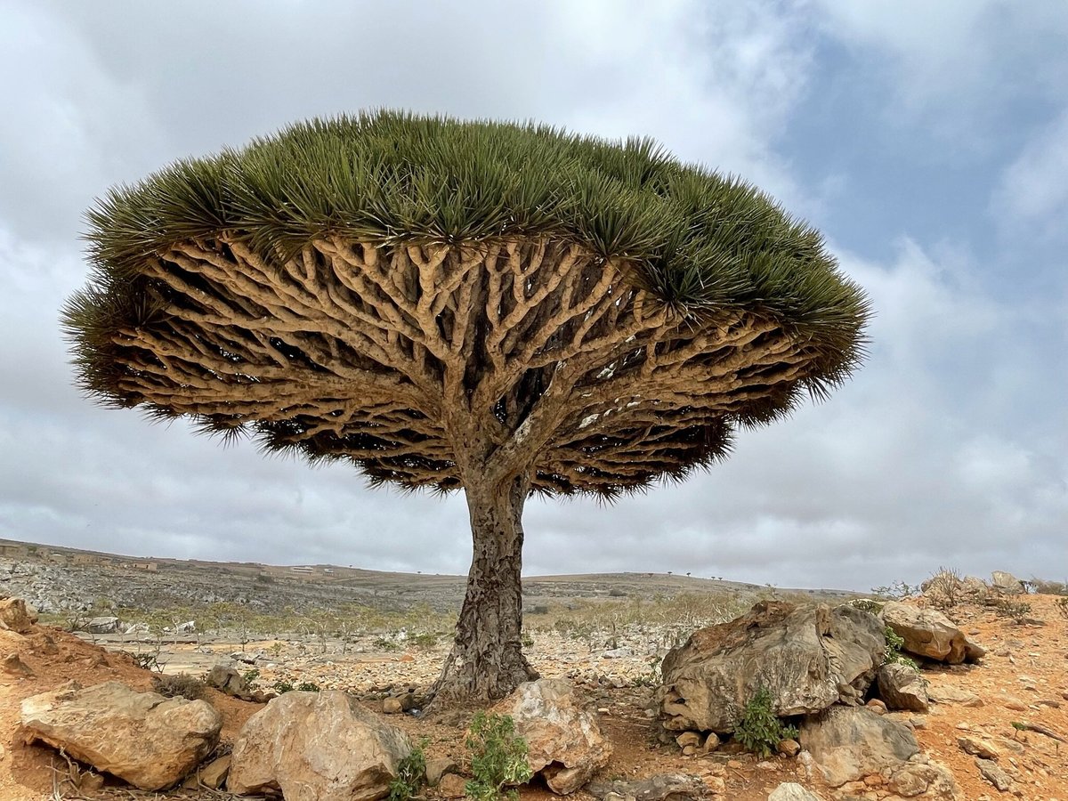 LONELY SOCOTRA (Socotra Island) - All You Need to Know BEFORE You Go