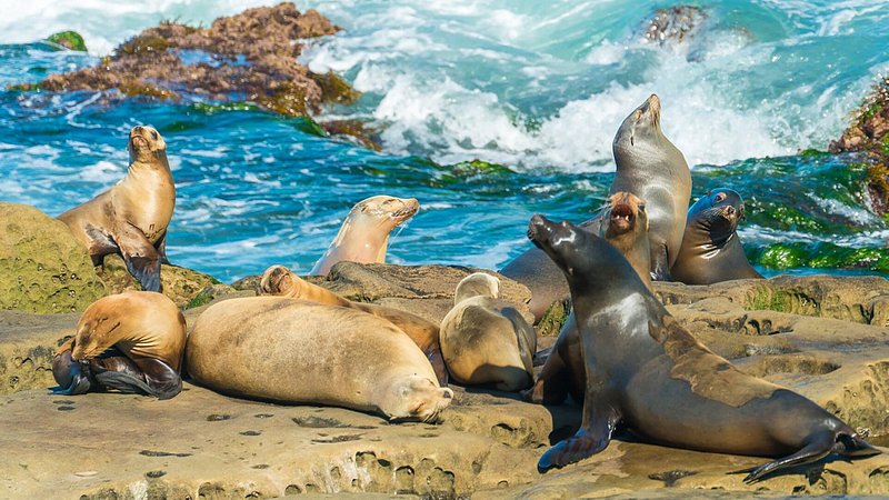 Sea lions sunbathing at La Jolla Cove