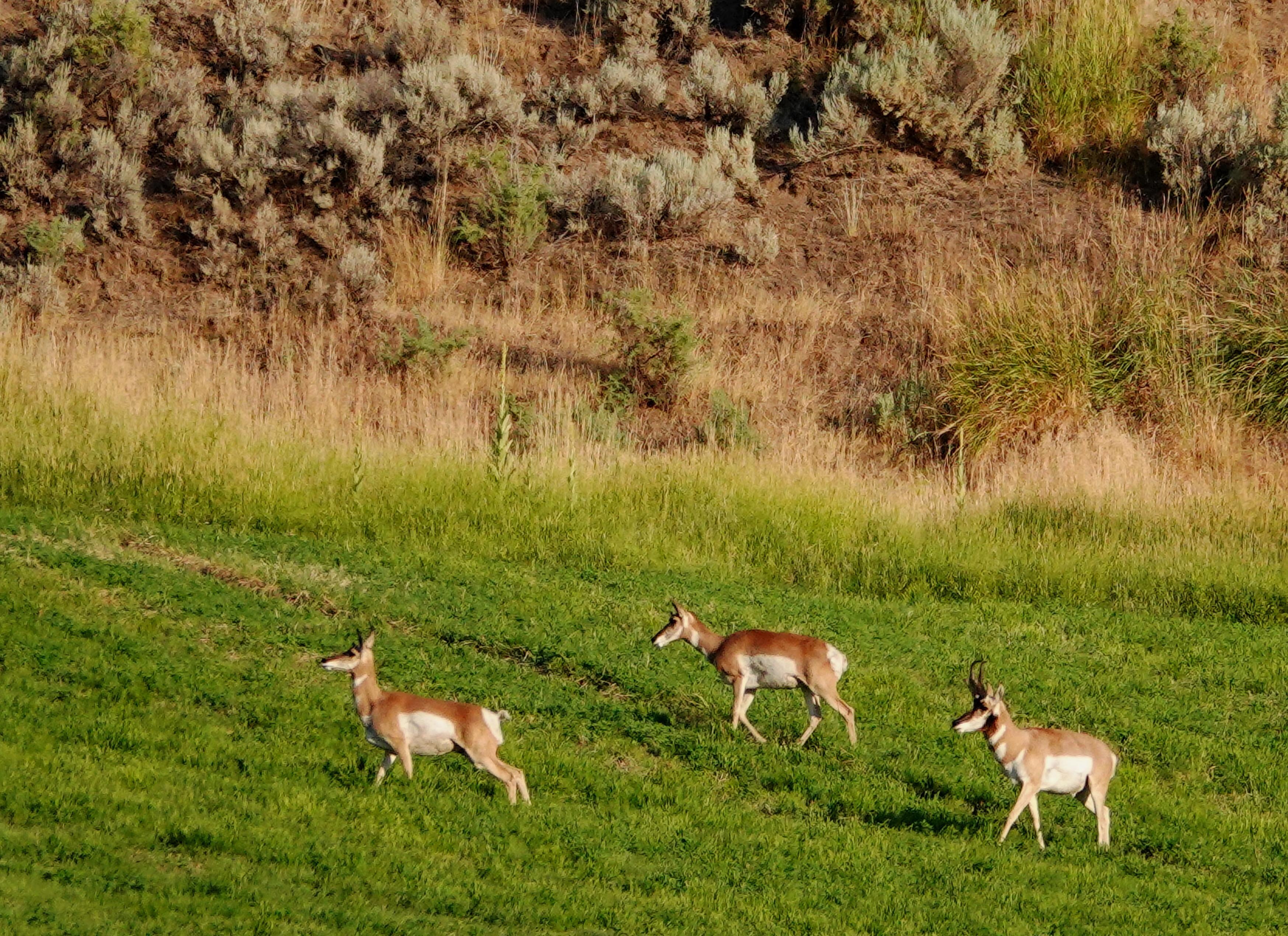 SALMON GYPSY BED & BREAKFAST - B&B Reviews, Photos (Idaho)