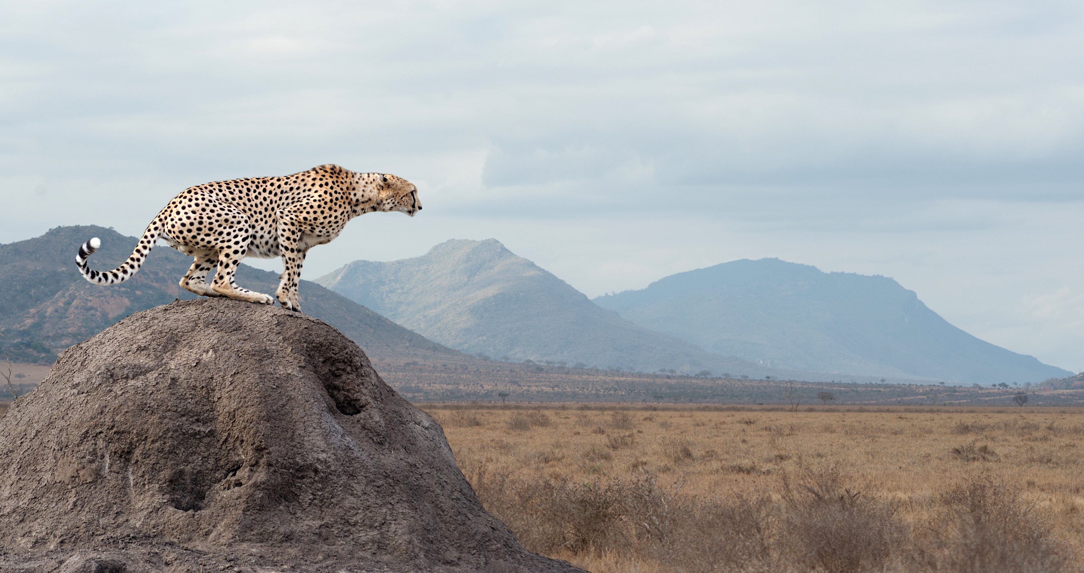 THE 10 BEST Things To Do In South Africa 2024 With Photos   Masai Mara Kenya 