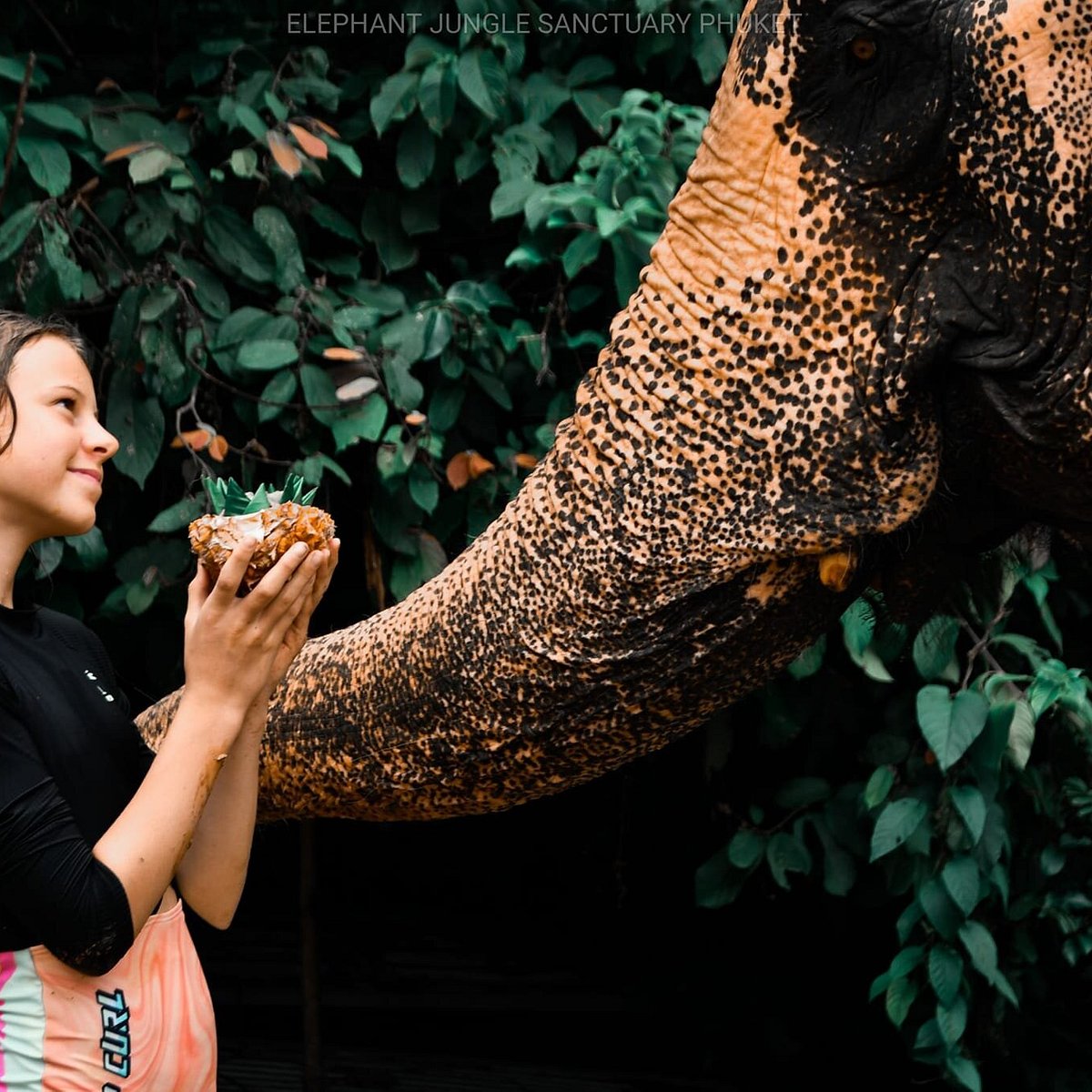 Elephant jungle sanctuary phuket