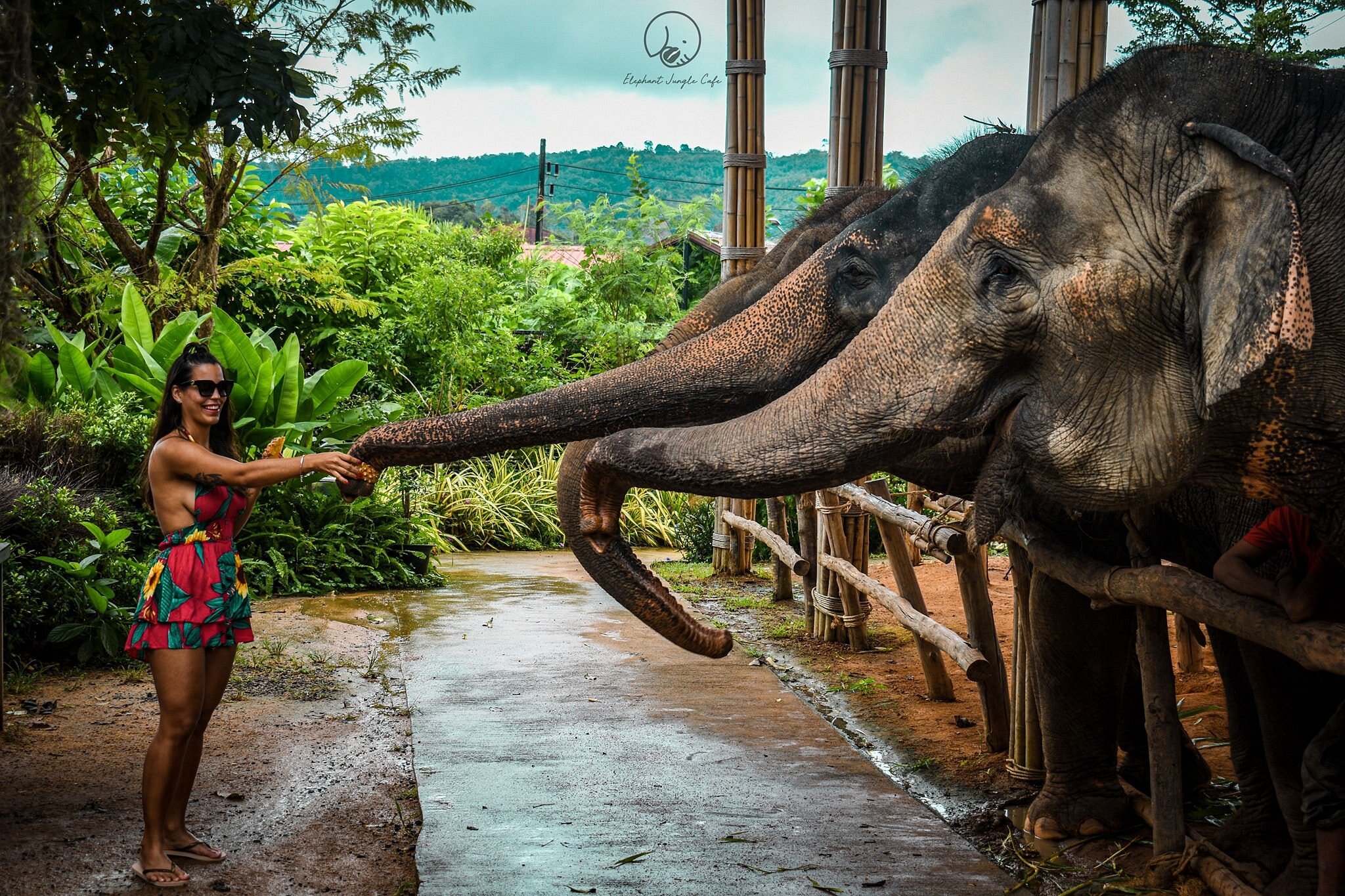 elephant sanctuary tour phuket