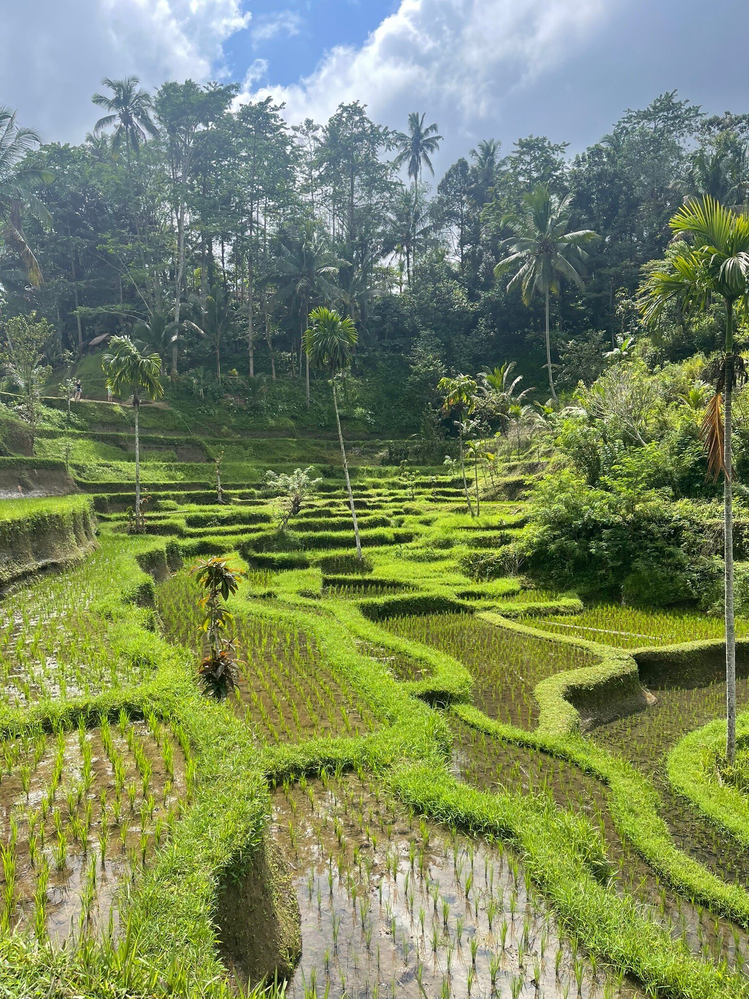 Bali Tour Guide Agung (Gianyar) - All You Need To Know BEFORE You Go