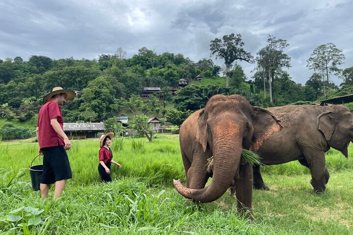 国内先行発売 シカコ様専用An Elephant 等 - 本