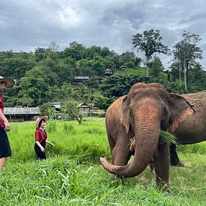 elephant special tours chiang mai