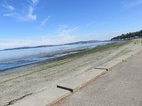 is alki beach dog friendly