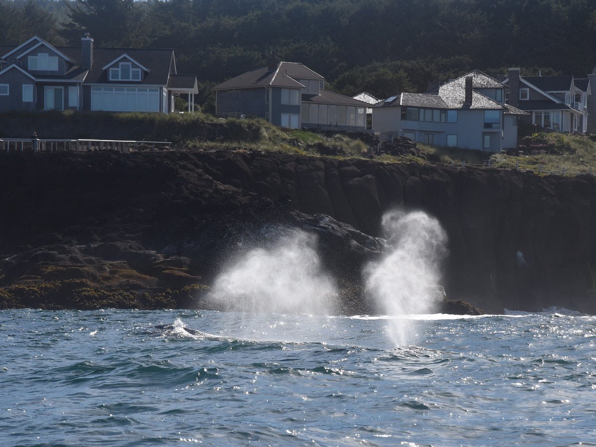 Whale Research Ecoexcursions Depoe Bay All You Need To Know Before You Go 8236