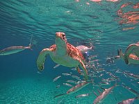 Tripadvisor  Nadar com tartarugas marinhas e praia de Grote Knip