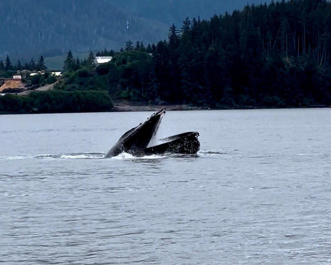 GLACIER WIND CHARTERS (Hoonah) - All You Need to Know BEFORE You Go