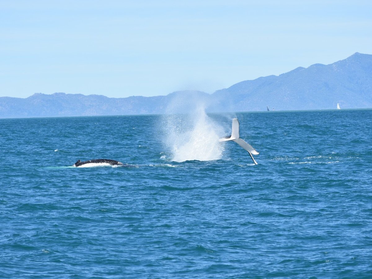 Townsville Whale Watching - All You Need to Know BEFORE You Go