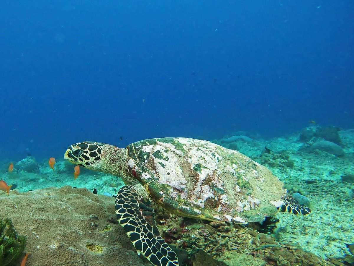 Lembongan Divers - All You Need to Know BEFORE You Go (2024)