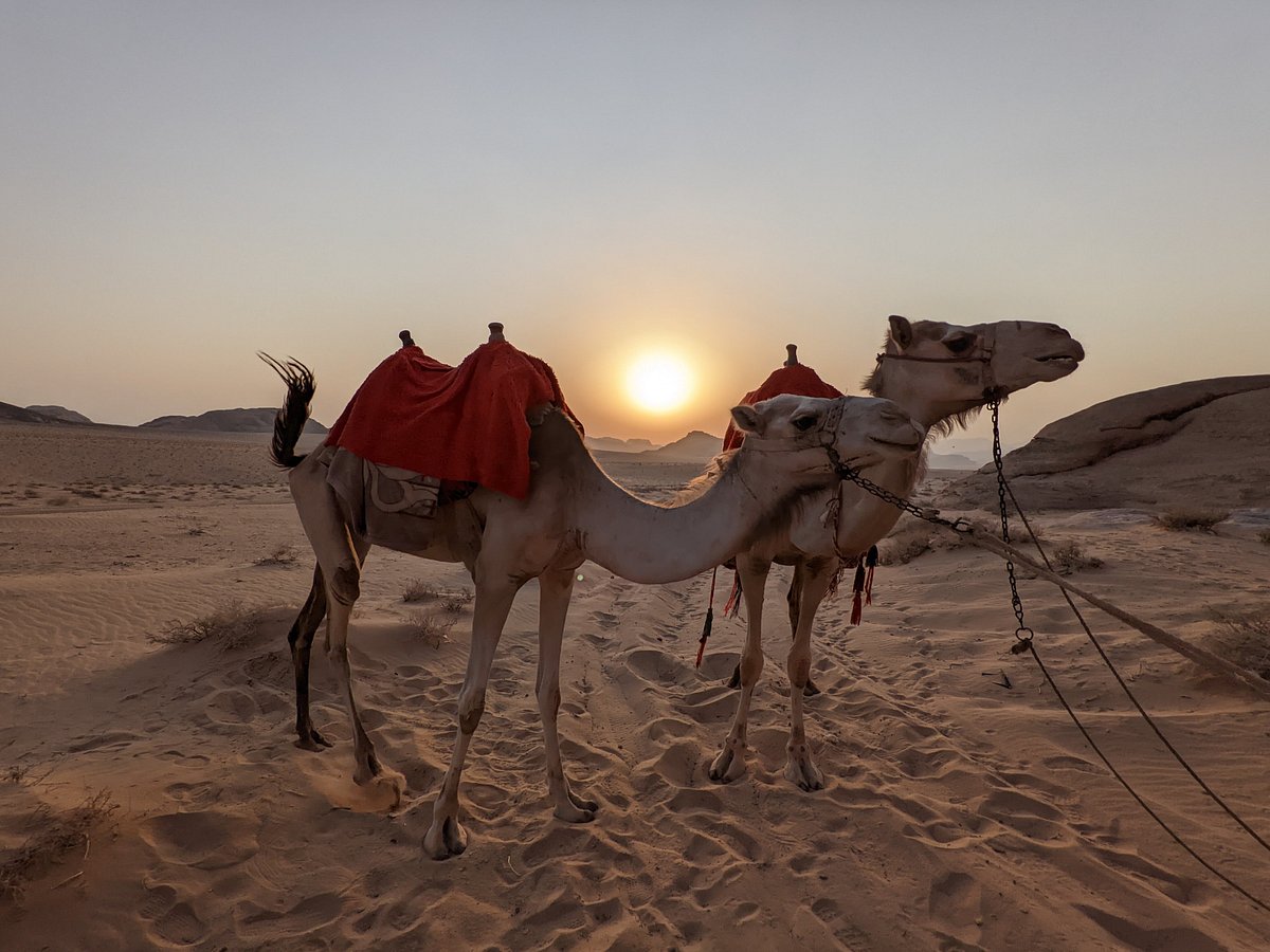 bedouin campsite and tours