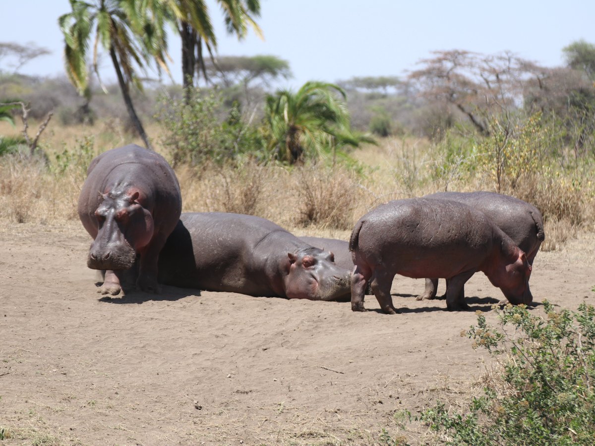 Tanzania-Safari (Arusha) - All You Need to Know BEFORE You Go