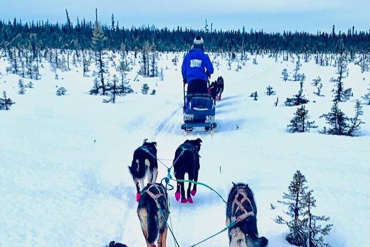 2024 Wasilla Winter Dog Sledding In Knik Alaska   Caption 