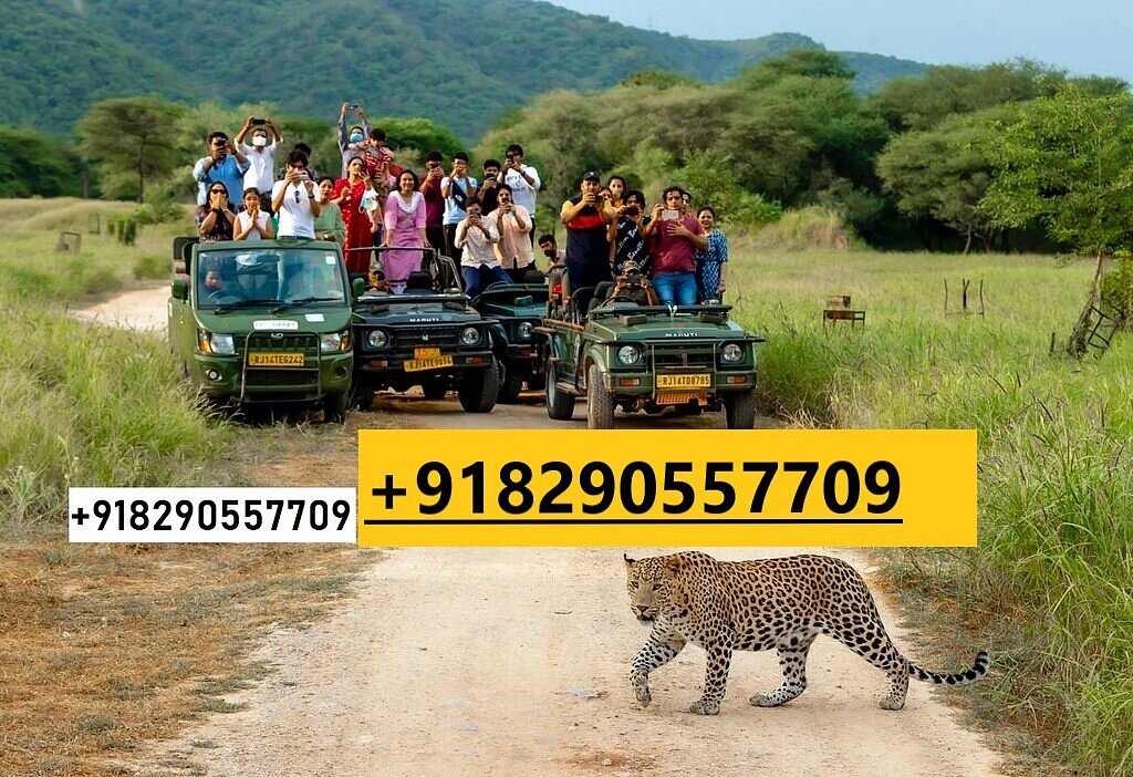 leopard safari jaipur reviews