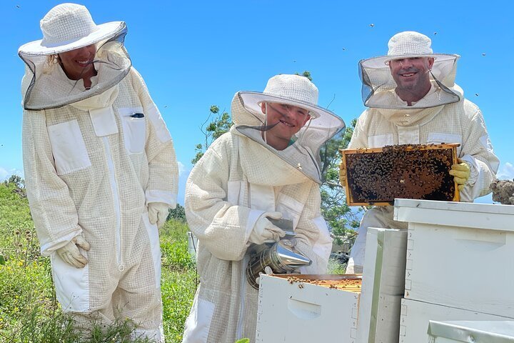 2024 (maui) Honey Bee Adventure At The Maui Honey Bee Sanctuary