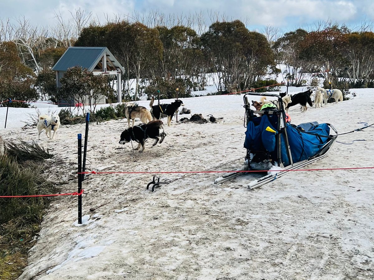 howling husky sled dog tours