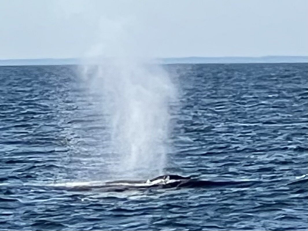 newburyport whale watch tours