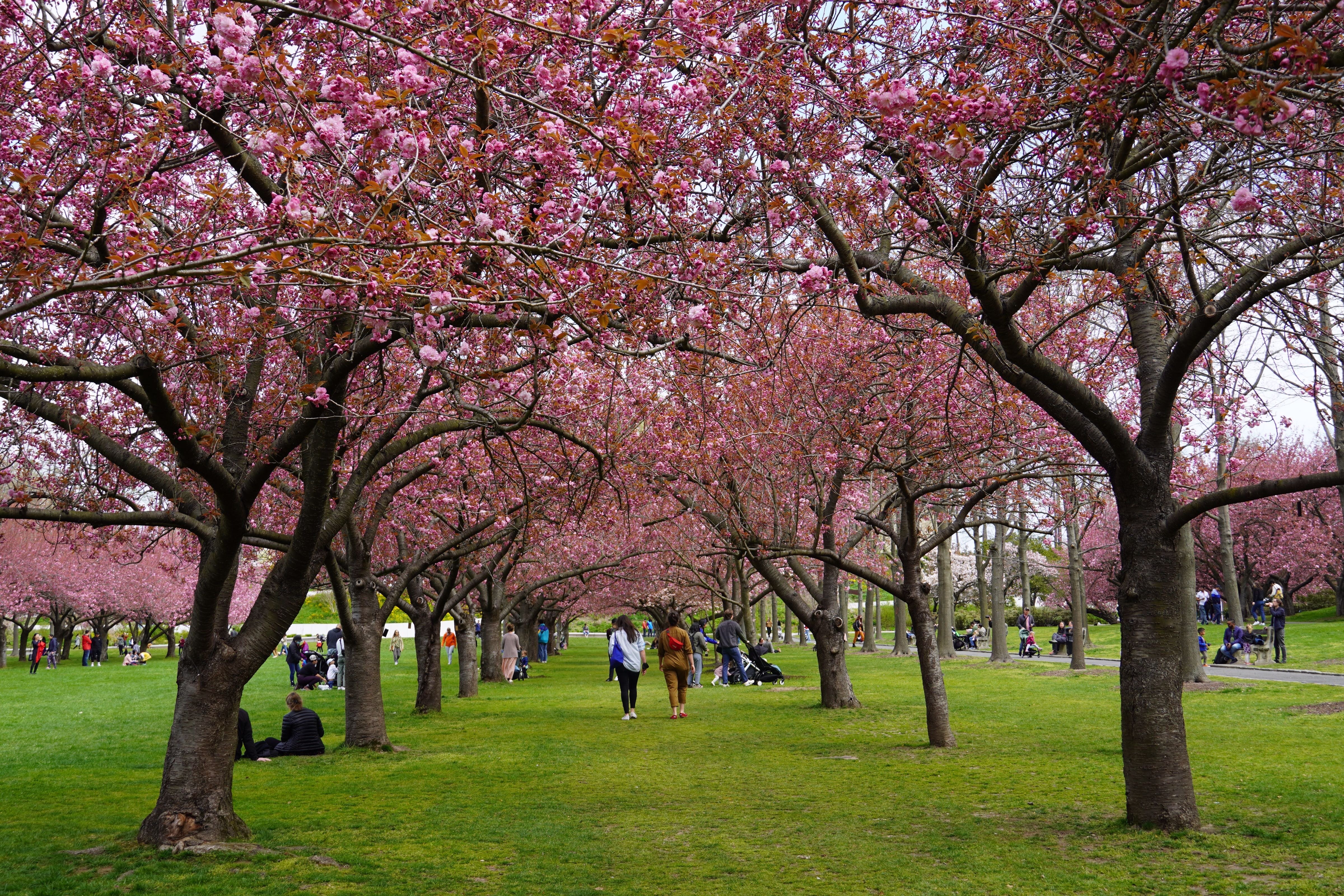 BROOKLYN BOTANIC GARDEN - All You Need To Know BEFORE You Go