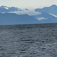 2023 Juneau Wildlife Whale Watching & Mendenhall Glacier